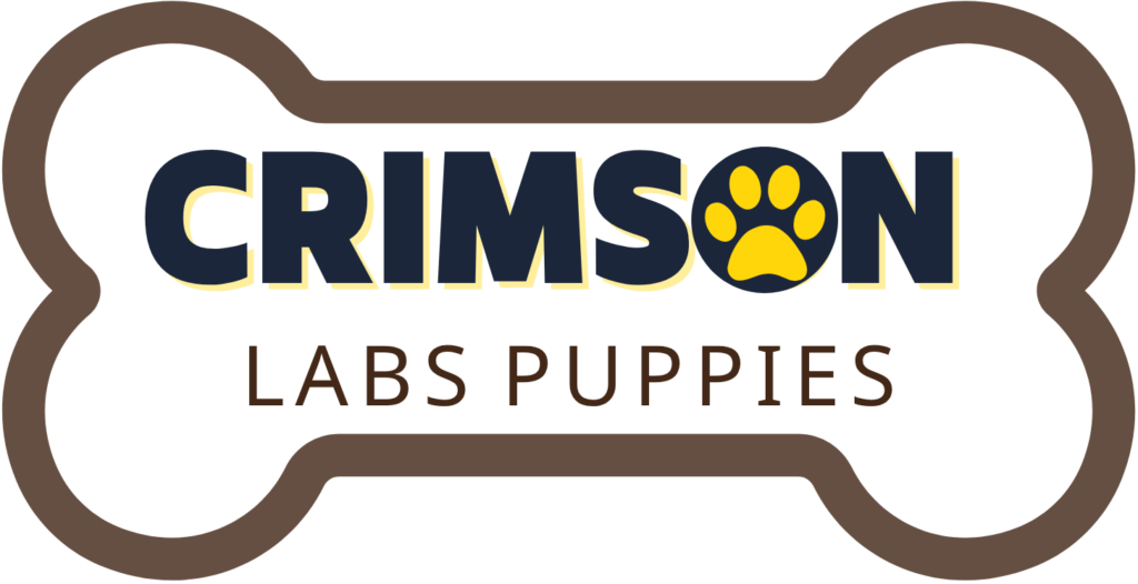 Crimson Labs Puppies